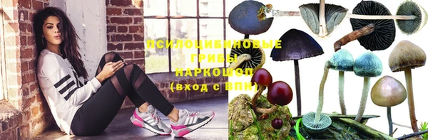 прущие грибы Инта